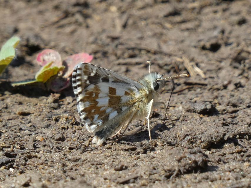 Pyrgus armoricanus - feles busalepke