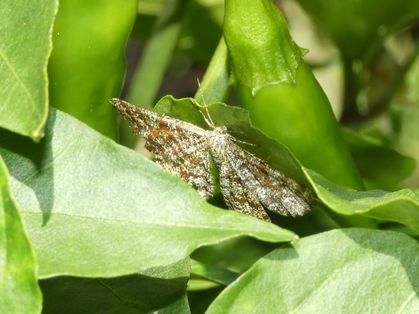 Ematurga atomaria - barna rétiaraszoló