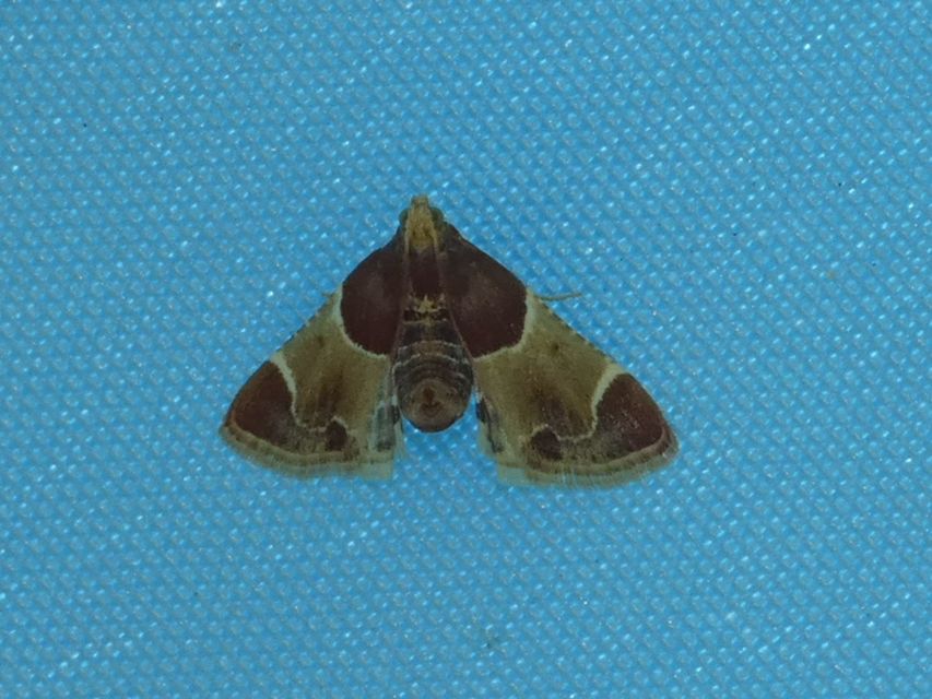 Pyralis farinalis - lisztilonca