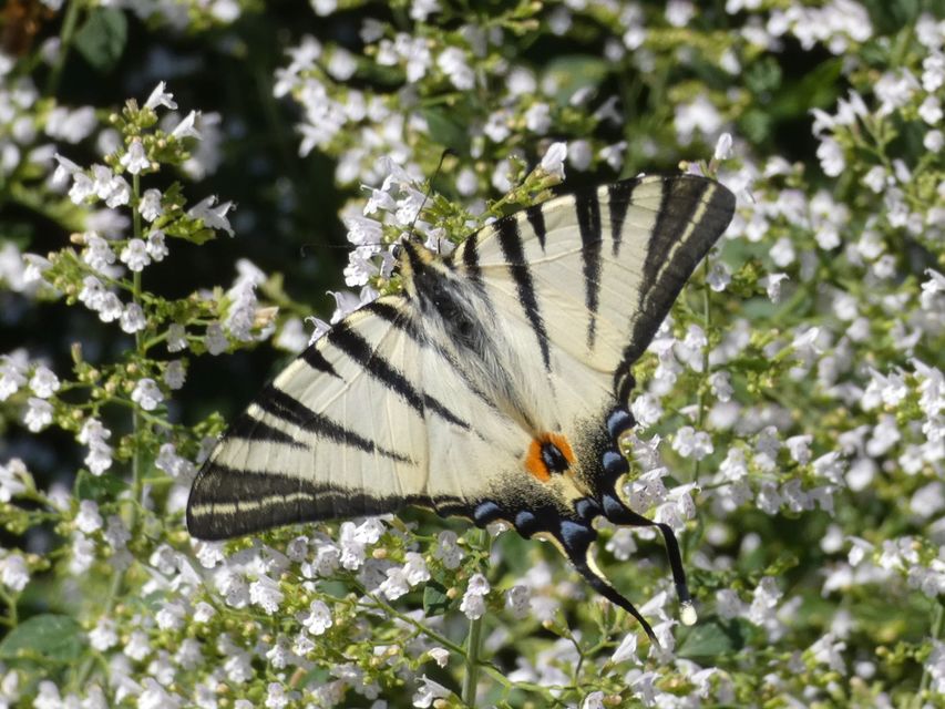 Iphiclides podalirius - kardoslepke