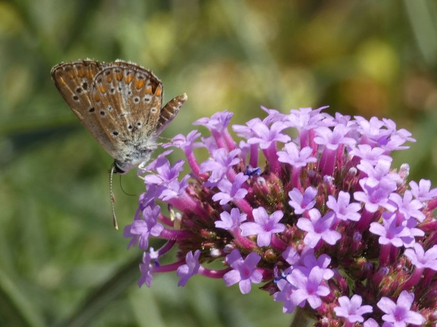 Aricia agestis - szerecsenboglárka