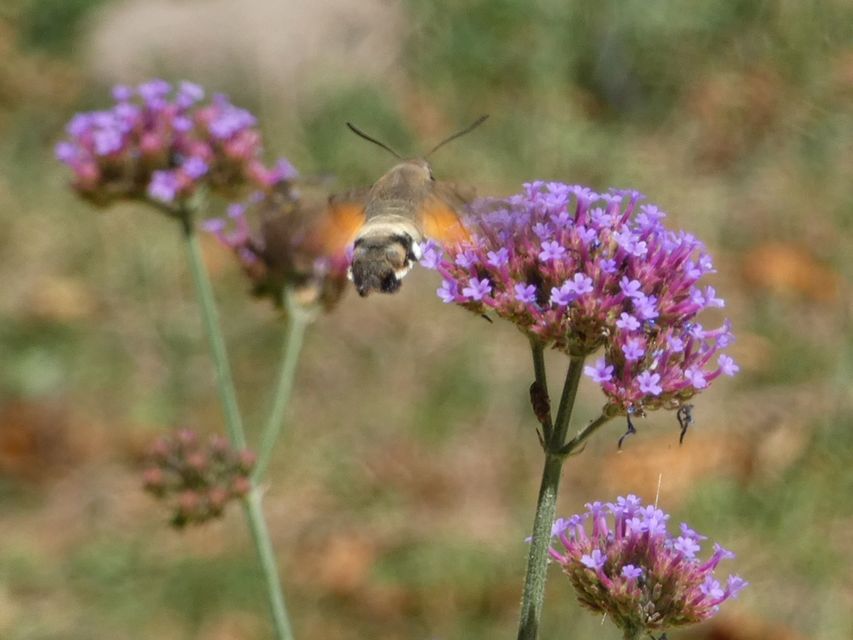 Macroglossum stellatarum - kacsafarkú szender