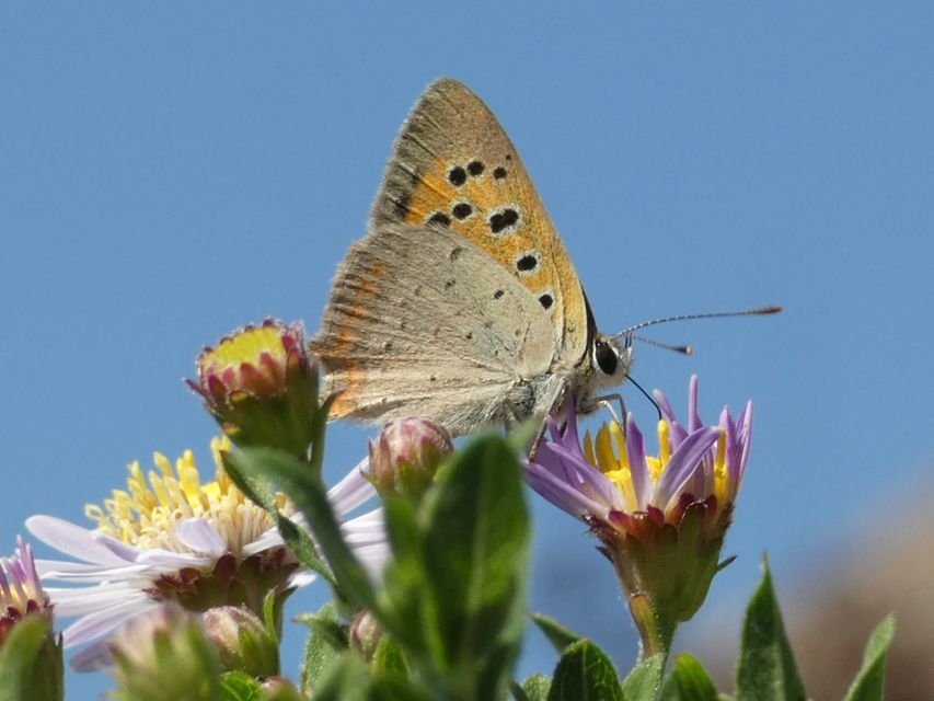 Lycaena phlaeas - közönséges tűzlepke