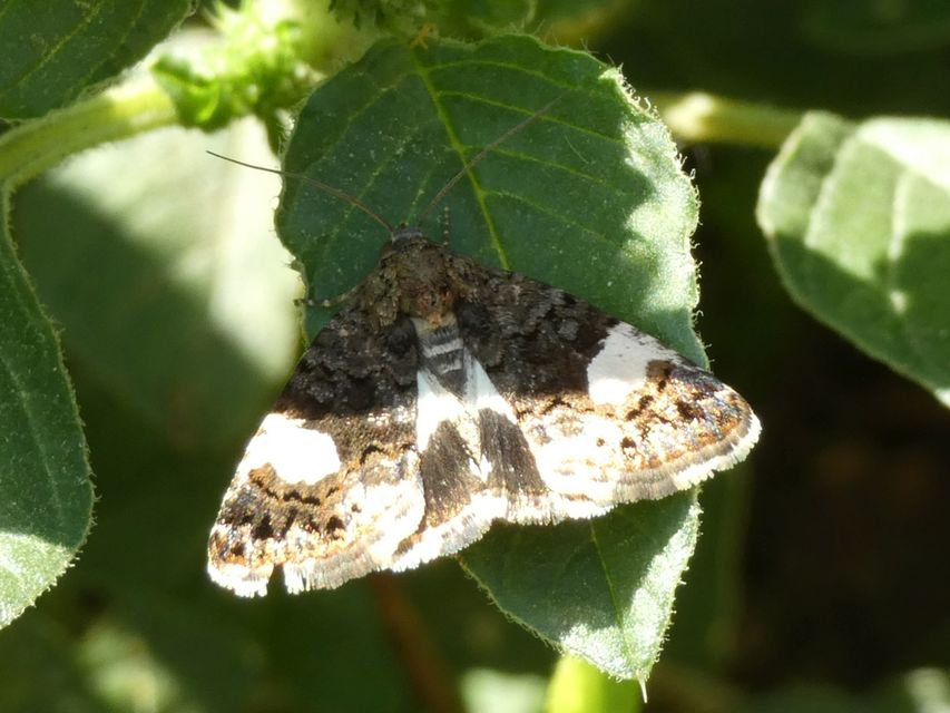 Tyta luctuosa - fekete nappalibagoly