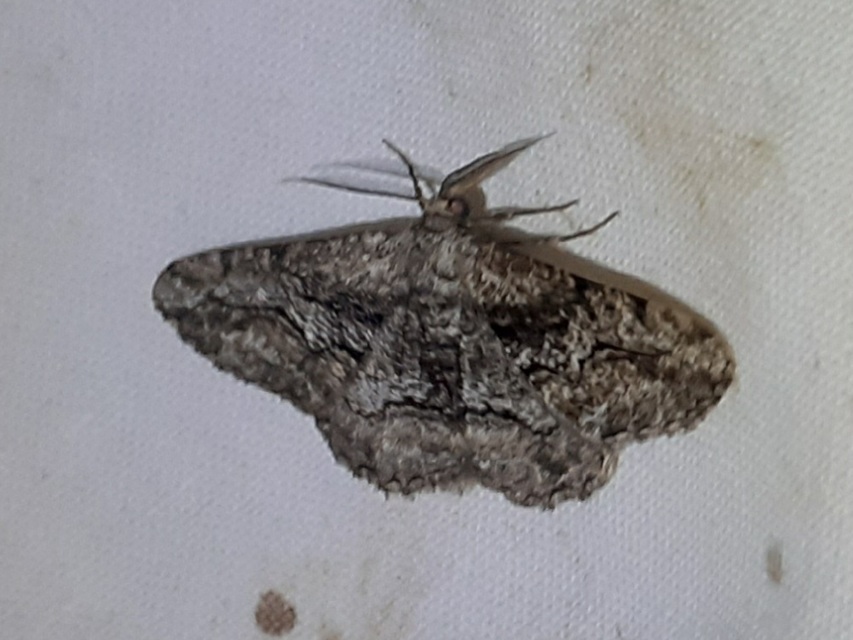 Synopsia sociaria - ürömaraszoló