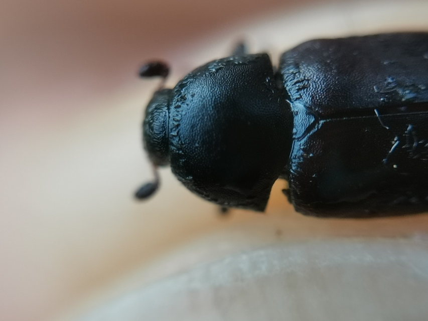 Dermestes frischii - nyakszegélyes porva Dermestes frischii - nyakszegélyes porva