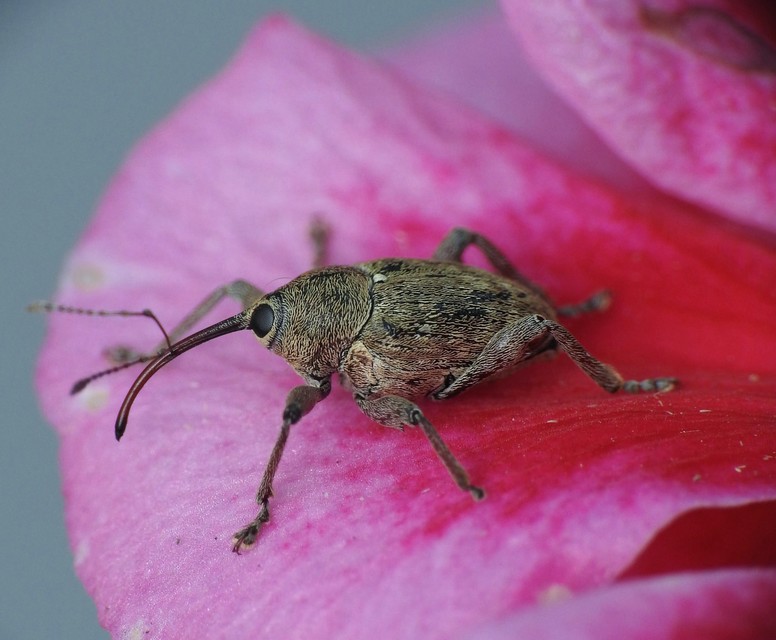 Curculio glandium - tölgymakkzsuzsóka
