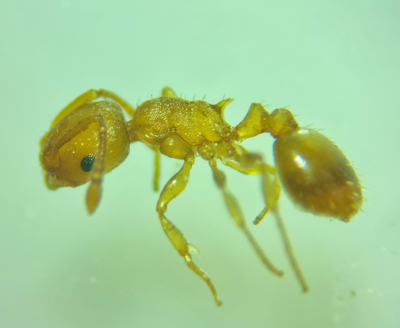 Temnothorax crassispinus - gubacslakó kéreghangya