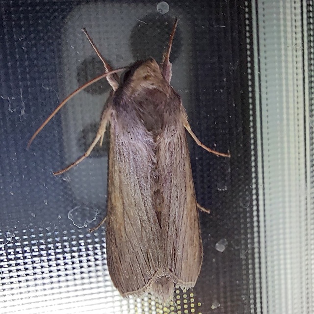 Cucullia umbratica - közönséges csuklyásbagoly