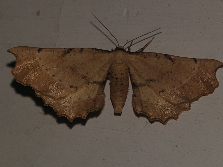 Artiora evonymaria - kecskerágó-araszoló