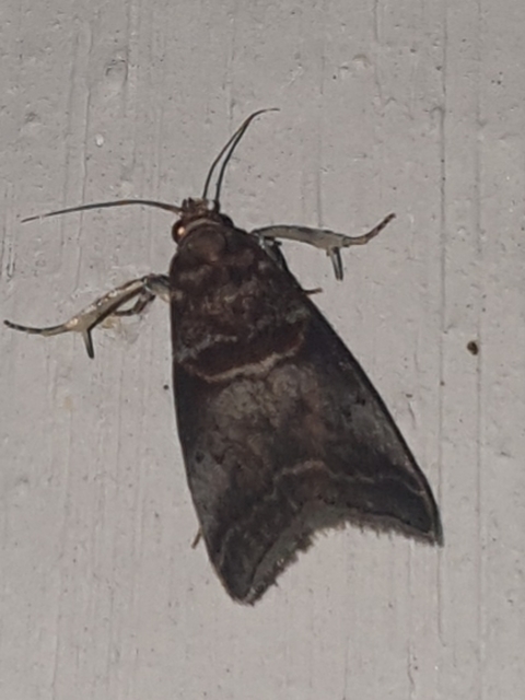Acrobasis