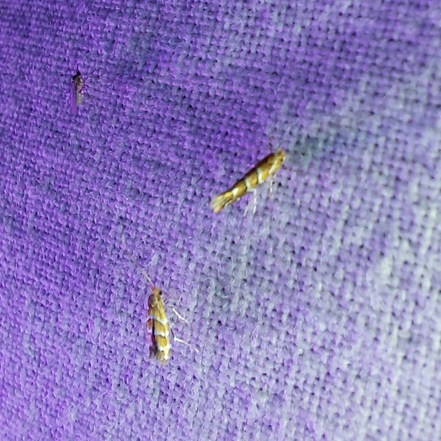 Cameraria ohridella - vadgesztenye-sátorosmoly
