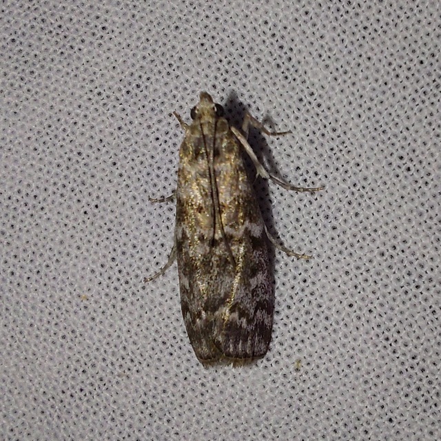 Dioryctria