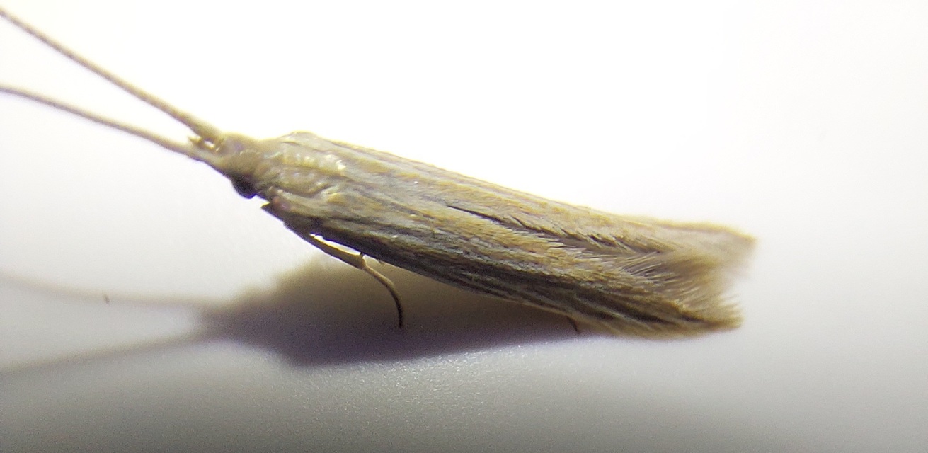 Coleophora