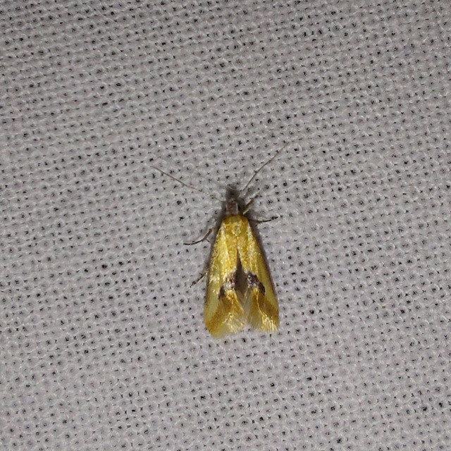 Batia internella/lambdella