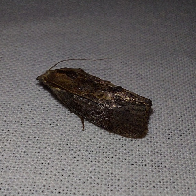 Galleria mellonella - nagy viaszmoly