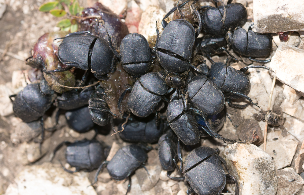 Gymnopleurus geoffroyi - közönséges törpegalacsinhajtó