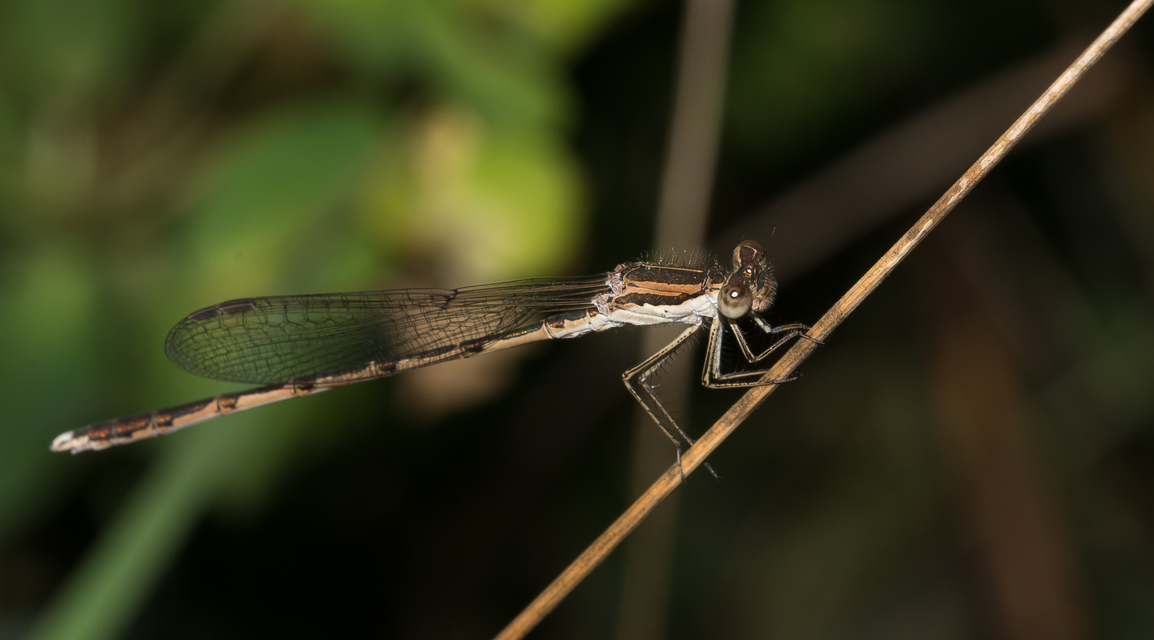 Sympecma fusca - téli rablószitakötő