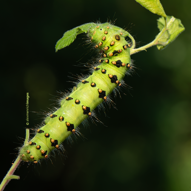 Saturnia pavoniella/pavonia