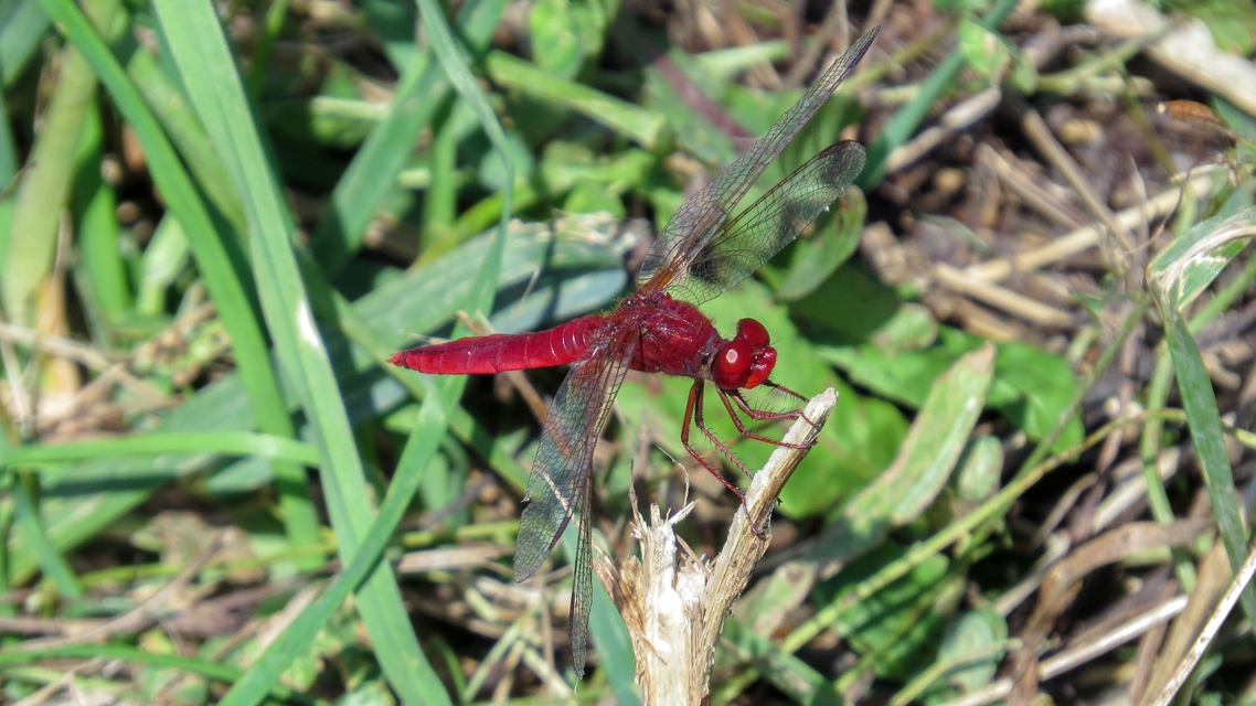 Crocothemis erythraea - skarlát szitakötő
