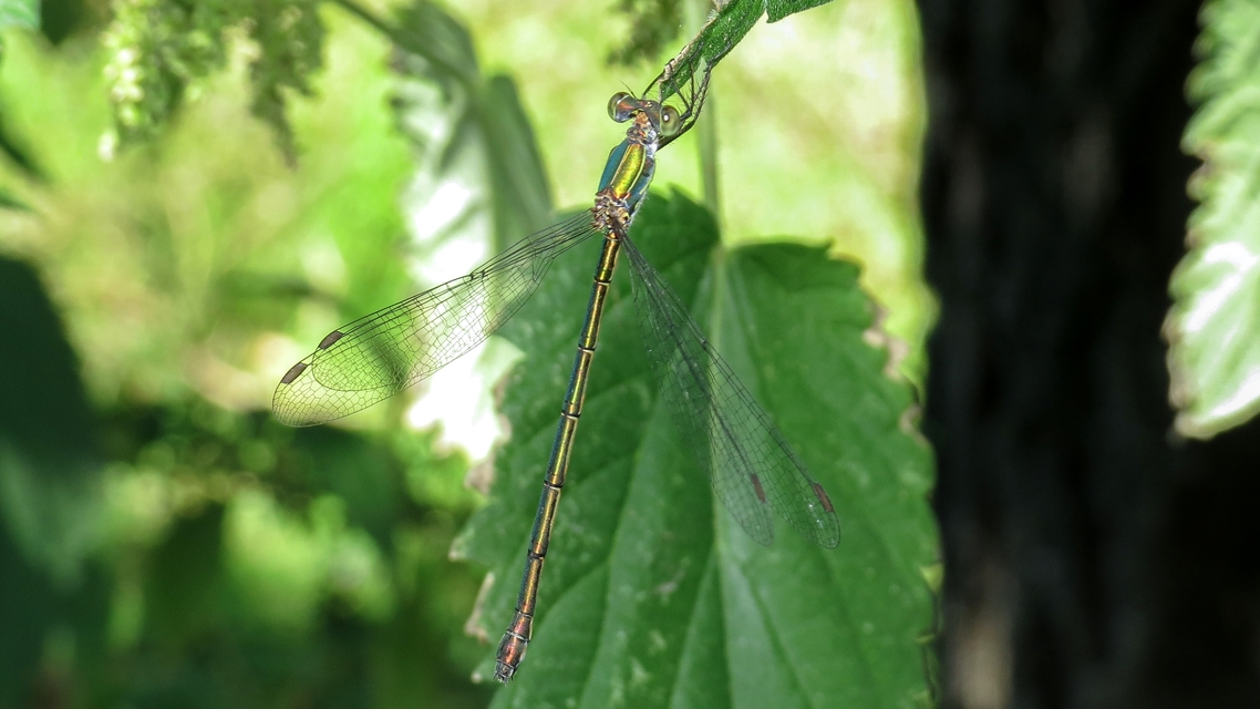 Chalcolestes viridis/parvidens