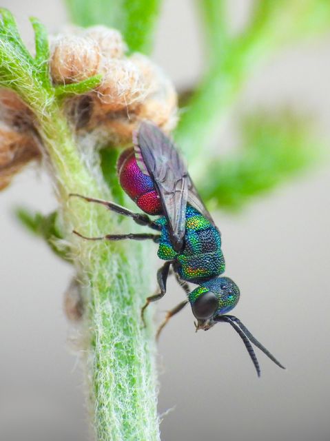 Hedychridium sculpturatum