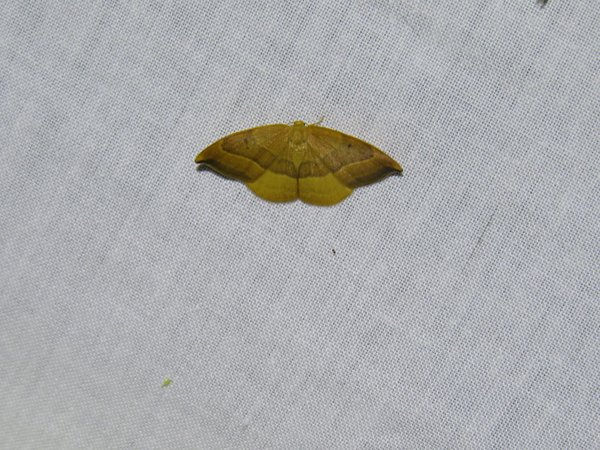 Watsonalla cultraria - bükkfa-sarlósszövő