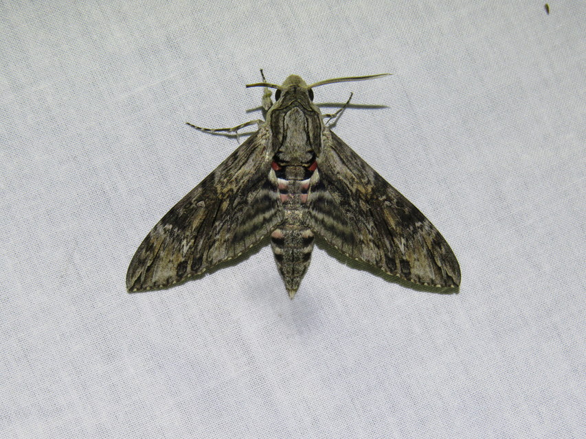Agrius convolvuli - szulákszender