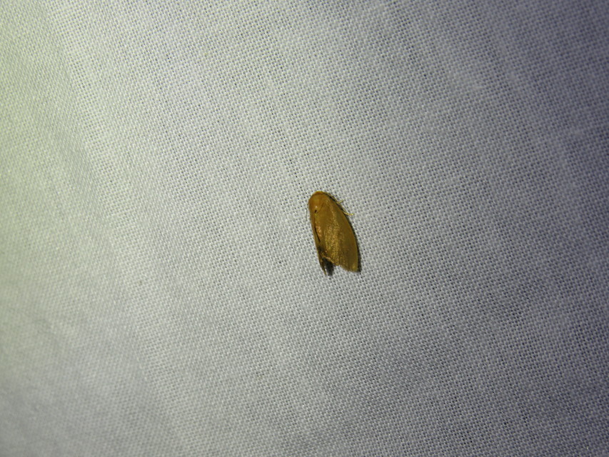 Heterogenea asella - csigalepke