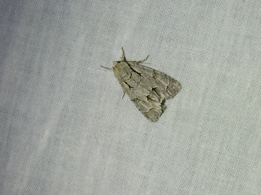 Acronicta cuspis/tridens/psi