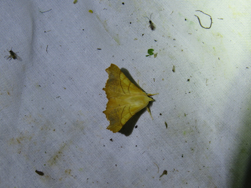 Ennomos fuscantaria - kőris-levélaraszoló