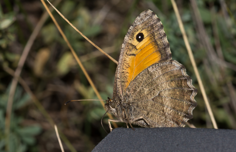 Arethusana arethusa - közönséges szemeslepke