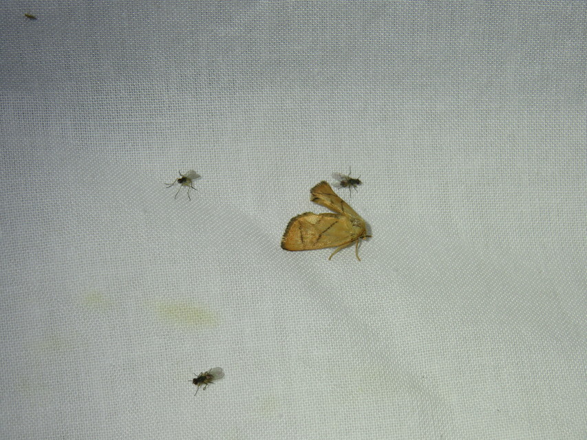 Apoda limacodes - kagylólepke