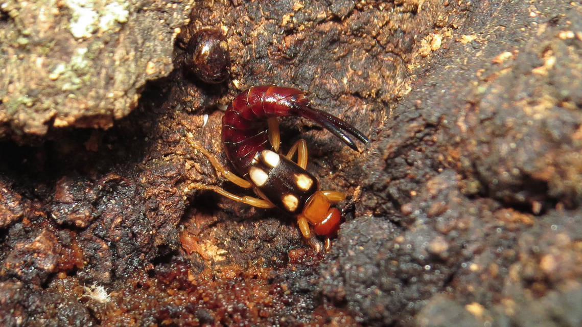 Forficula smyrnensis - szmirnai fülbemászó