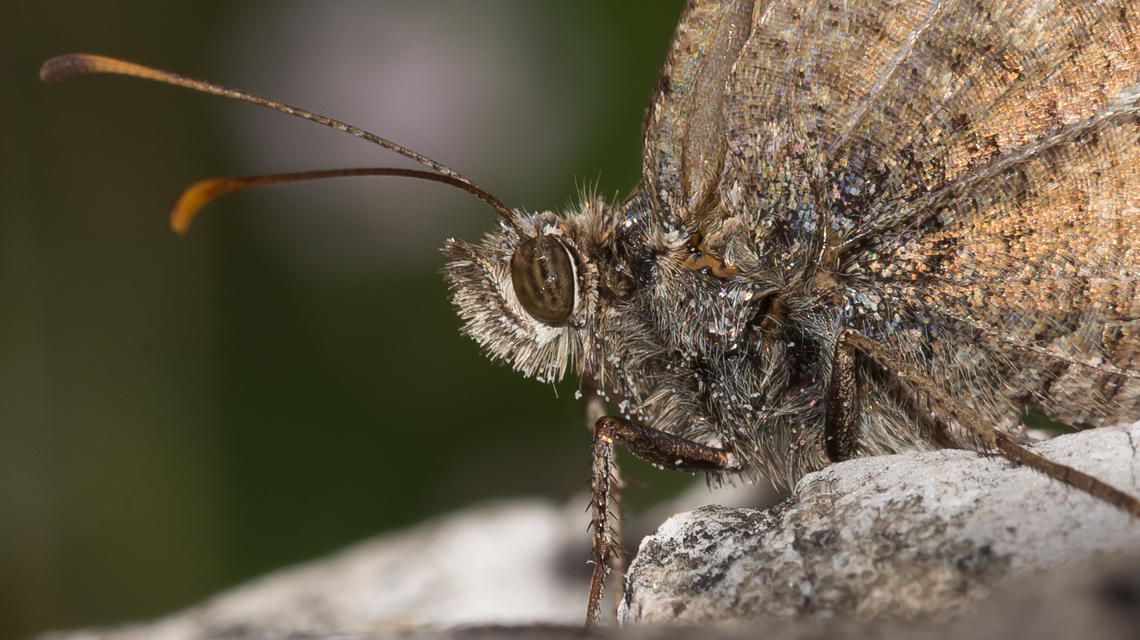 Arethusana arethusa - közönséges szemeslepke