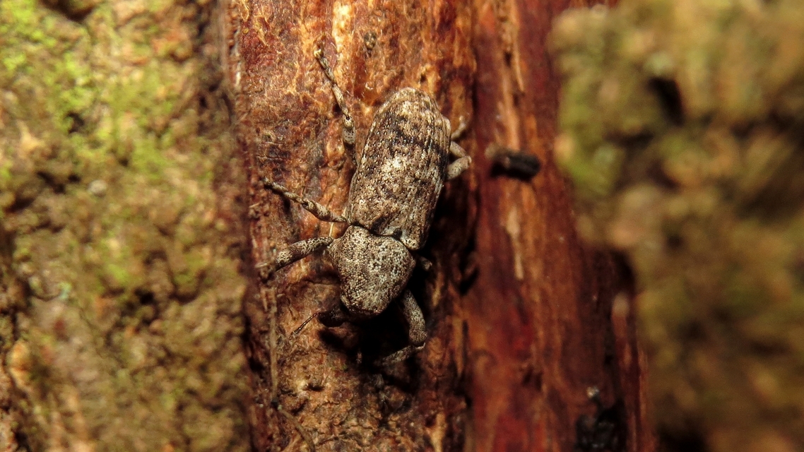Gasterocercus depressirostris - laposorrú ormányos