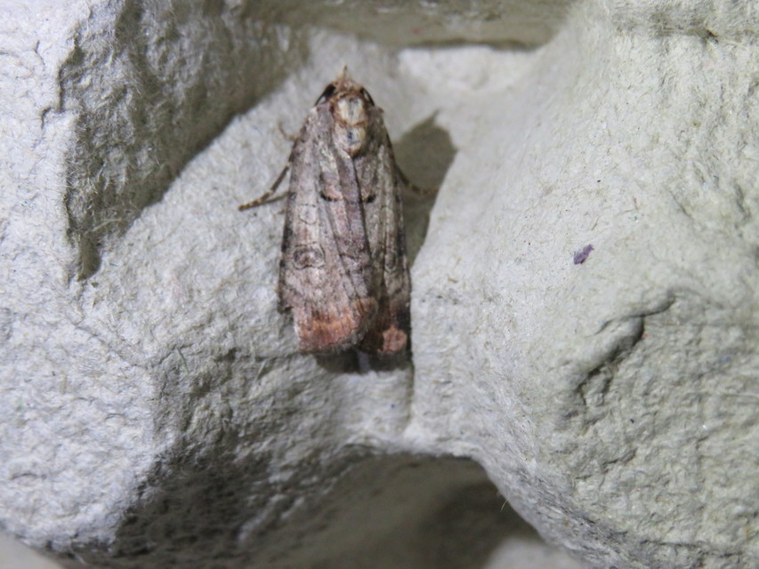 Epilecta linogrisea - karcsú sárgafűbagoly