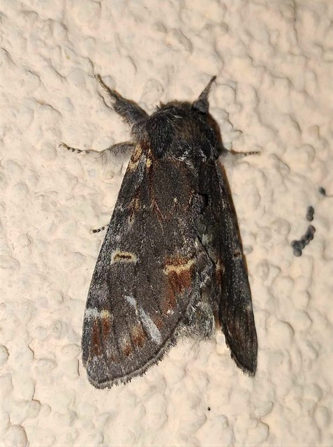 Notodonta dromedarius - tevehátú púposszövő