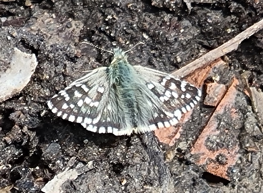 Pyrgus armoricanus - feles busalepke