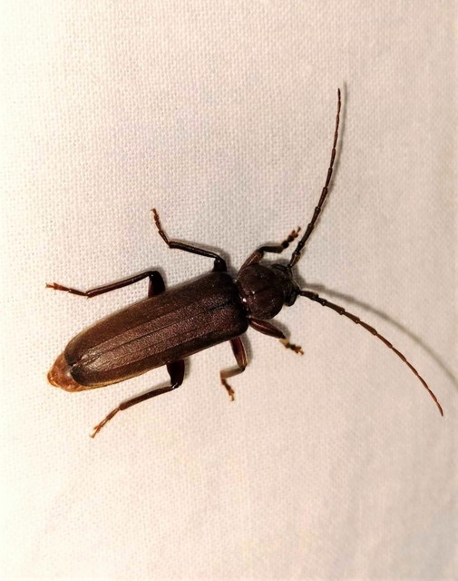 Arhopalus rusticus - gödrösnyakú cincér