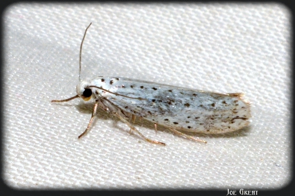 Yponomeuta