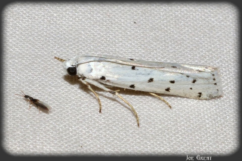 Myelois circumvoluta - pettyes karcsúmoly
