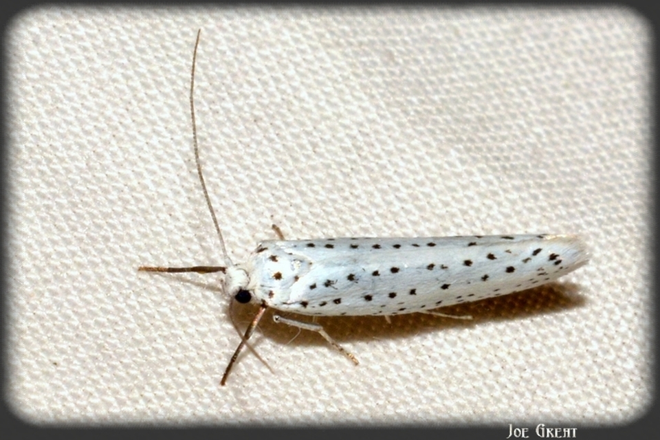 Yponomeuta