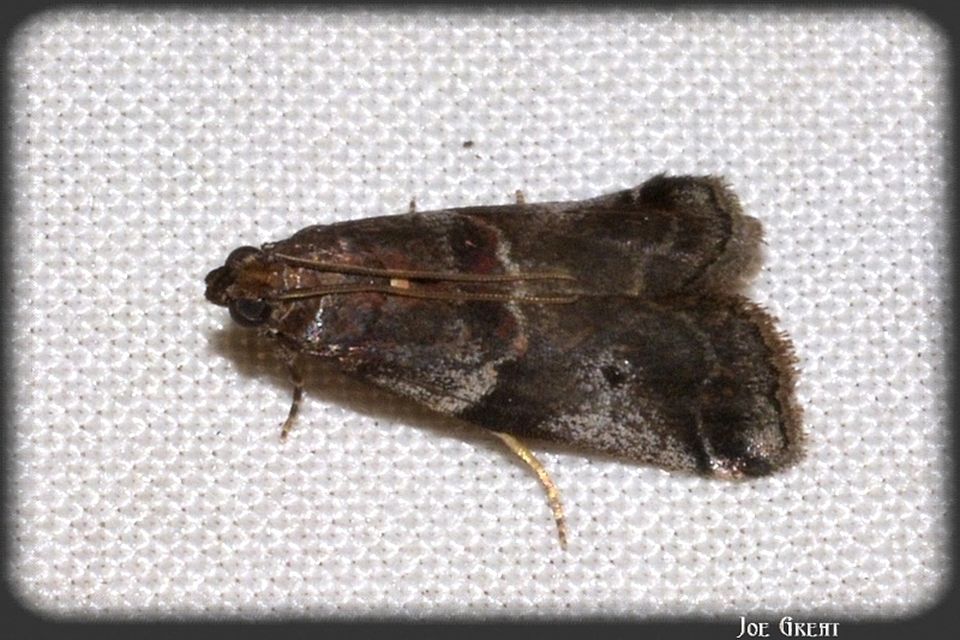 Acrobasis