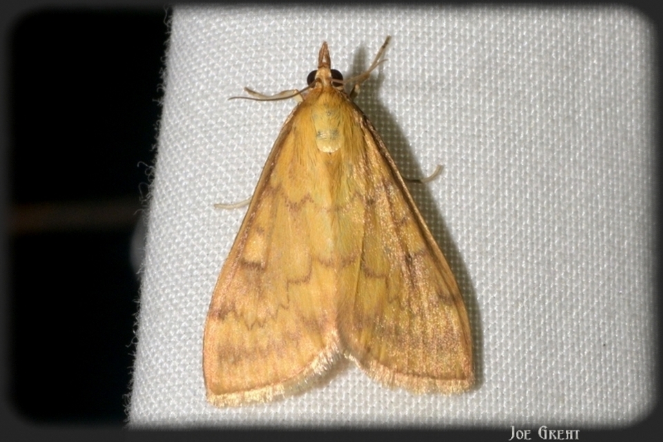 Ostrinia nubilalis - kukoricamoly