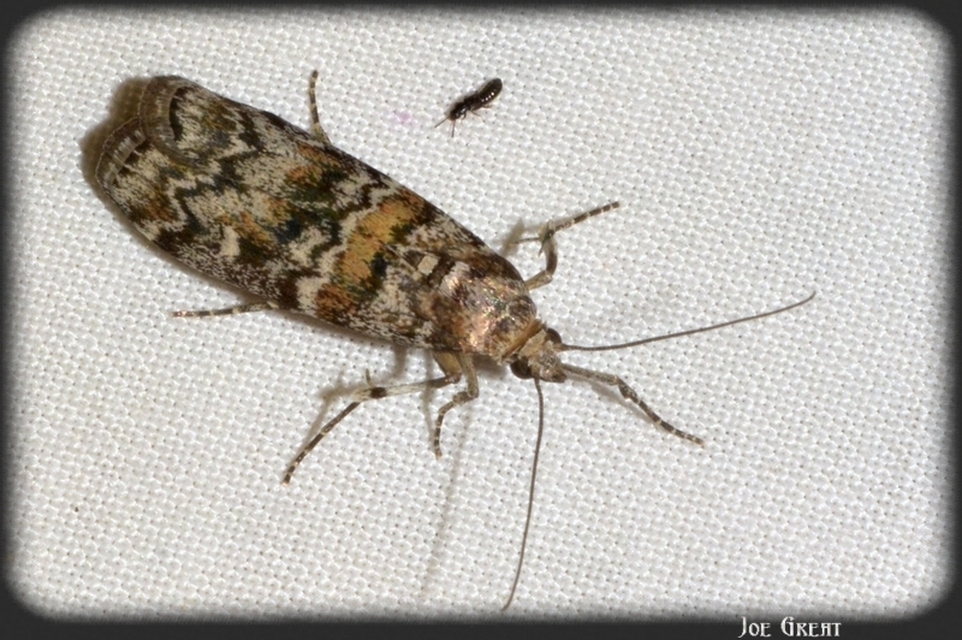 Dioryctria
