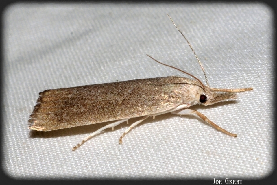 Calamotropha paludella - barna nádlevélmoly