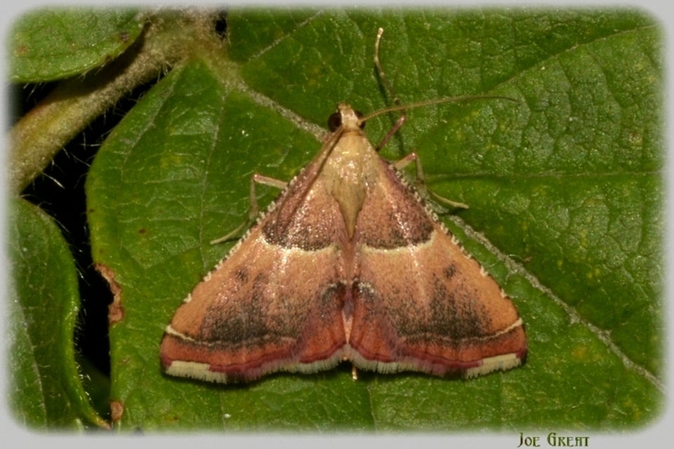 Endotricha flammealis - tüzesszárnyú fényilonca