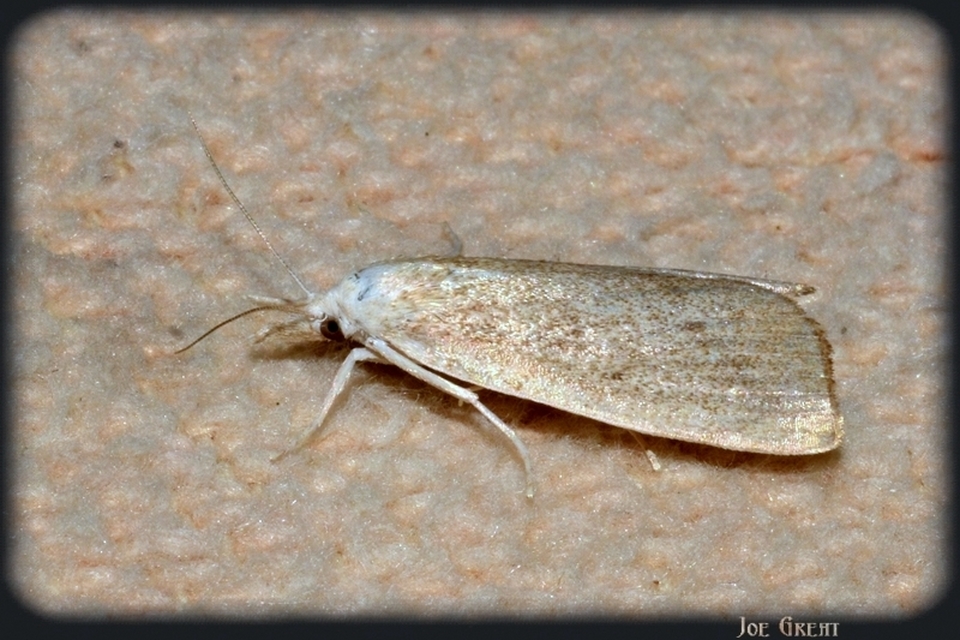 Calamotropha paludella - barna nádlevélmoly