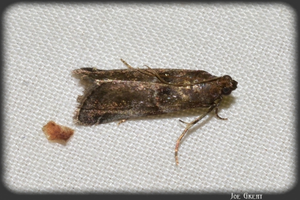 Pyralidae - fényiloncák